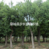 大量出售榔榆，樸樹，烏桕，皂角，絲綿木。國槐，女貞，黃連木