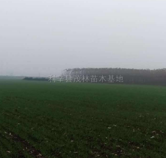 安徽紫薇2-4公分、木菊3-5公分3新報價/紫薇2-4公分、木菊3-5公分3圖片