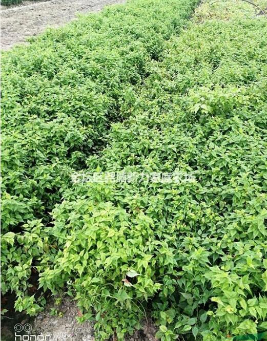 常州新力家庭農場色塊苗直銷【棣棠】