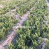 江蘇常州苗圃直銷供應：【龍柏】
