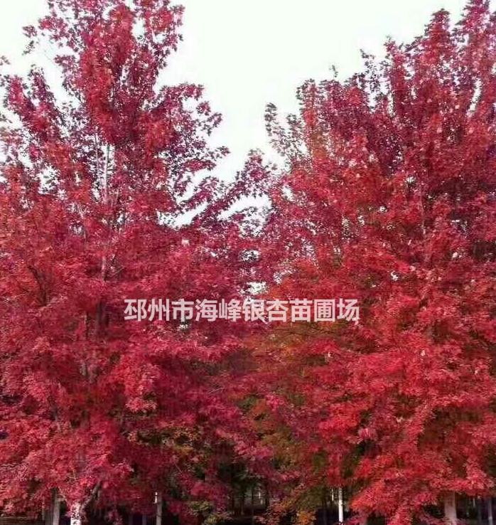 大規格美國紅楓價格 美國紅楓