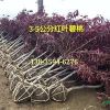 紅葉碧桃種植基地 1米高2公分粗紅葉碧桃