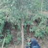 苗圃對節白蠟樁景、刺冬青樁，精品桂花急需處理，欲購從速。