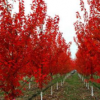 美國(guó)紅楓
