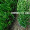 江蘇小葉黃楊 瓜子黃楊直銷