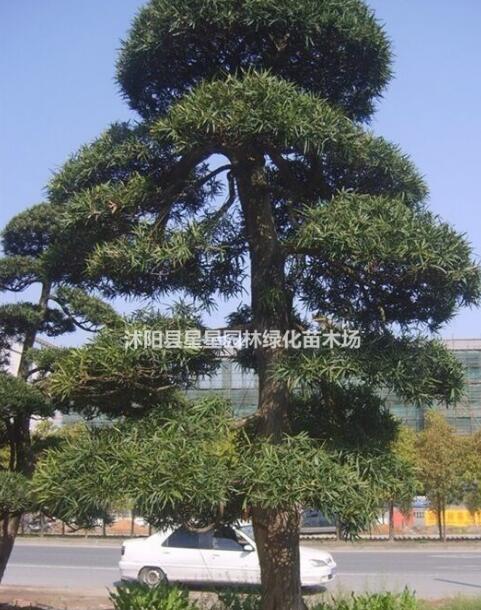 精品羅漢大樹供應