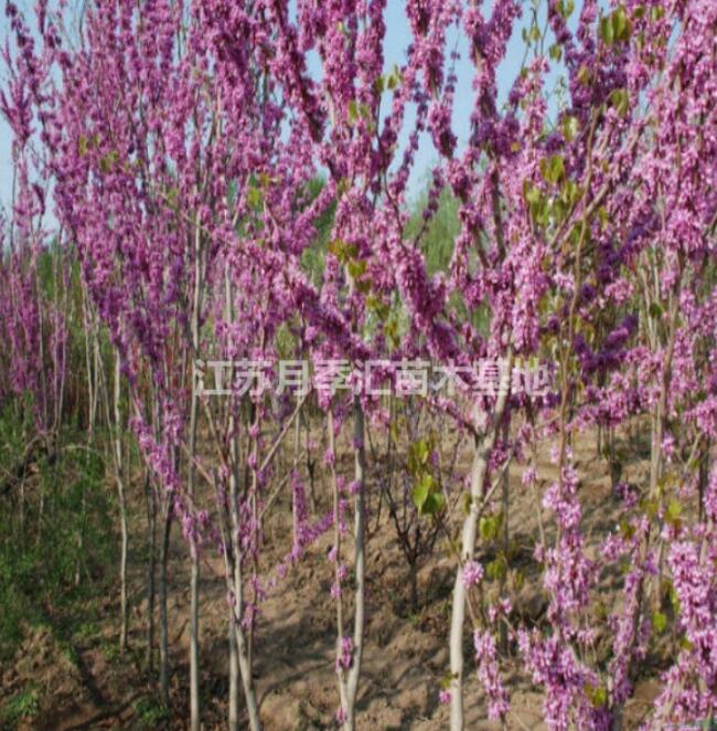 2-5公分紫荊的價格