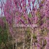 2-5公分紫荊的價格