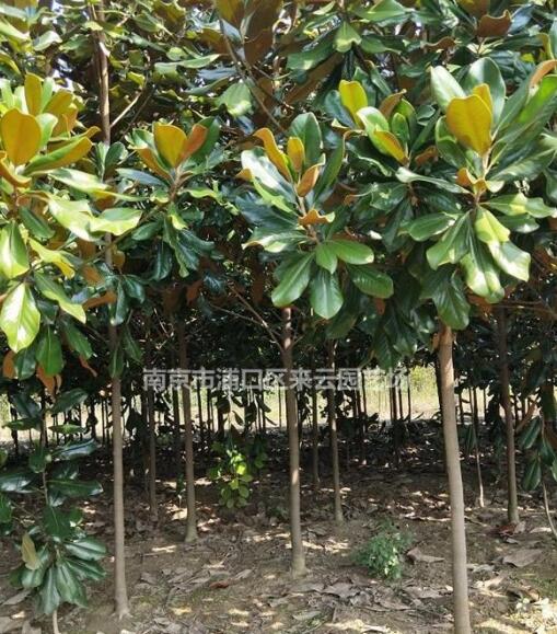 廣玉蘭2公分3公分4公分自產(chǎn)自銷上車價格，廣玉蘭產(chǎn)地直銷