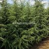 2018直銷雪松報價，雪松自產自銷苗圃批發