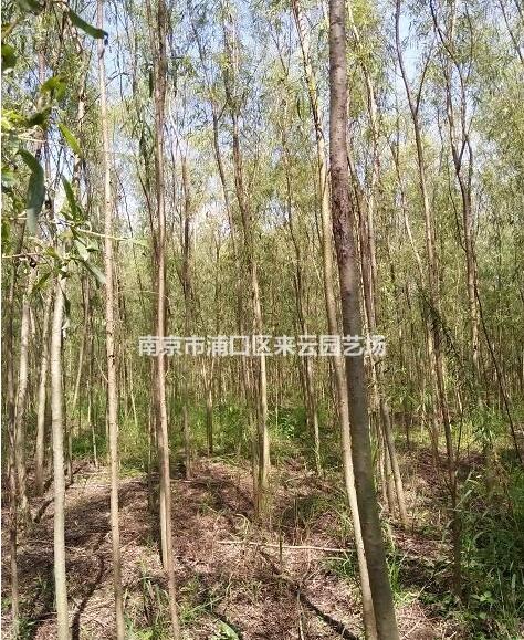 垂柳價格信息，垂柳苗木基地，垂柳價格報價參考