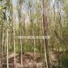 垂柳價格信息，垂柳苗木基地，垂柳價格報價參考