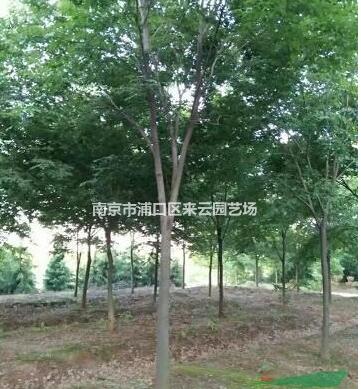 優(yōu)質欒樹價格，南京欒樹苗木基地，欒樹價格報價參考