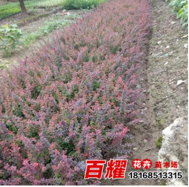 批發園林工程紅葉小檗小苗色塊綠化用紅葉小檗 庭院綠籬插桿苗