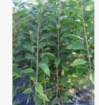 四季常青 萬年青 北海道黃楊 籬笆墻苗木