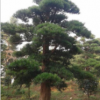 供應花語苗圃造型羅漢松樹12-15-20-25-30-40cm