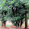 供應(yīng)移栽香樟大樹