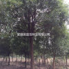 低價供應20—25公分香樟樹，