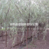 基地8-10垂柳大量出圃上市