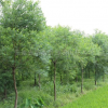 烏桕報價/安徽烏桕報價