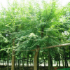 供應(yīng)三角楓/安徽三角楓低價格批發(fā)
