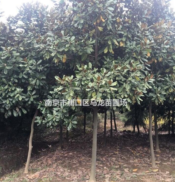 南京廣玉蘭行情 廣玉蘭價格比較 廣玉蘭圖片 江蘇廣玉蘭報價