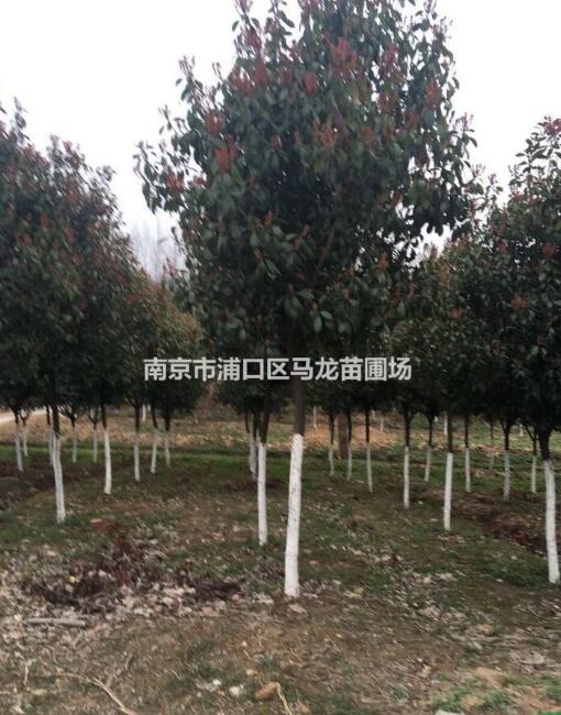 江蘇紅葉石楠 紅葉石楠小苗行情 高桿紅葉石楠 南京紅葉石
