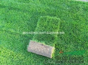 2017年果嶺草批發(fā)，果嶺草基地，果嶺草價(jià)格