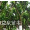 香泡