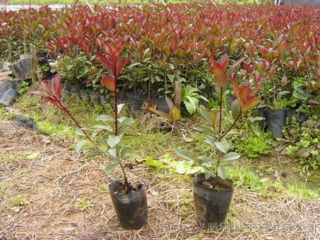 千畝紅葉石楠(優(yōu)質(zhì)優(yōu)價(jià))