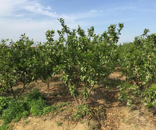 大量供應地徑5公分---8公分桔子樹