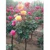 供應3-10公分月季樹