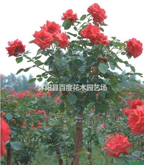 供應(yīng)3公分月季樹 4公分高桿月季樹 5公分高桿月季樹