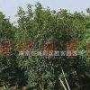 供應(yīng)小桂花價格、大桂花價格、桂花樹苗價格