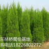 蜀檜小苗、4米
