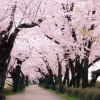 供應成都櫻花基地、櫻花價格