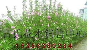 供應H100-200木槿、3-6公分獨桿木槿