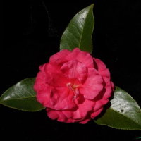 云南花農(nóng)登錄3個(gè)茶花新品種