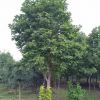 北京地區供應大樸樹30-70公分