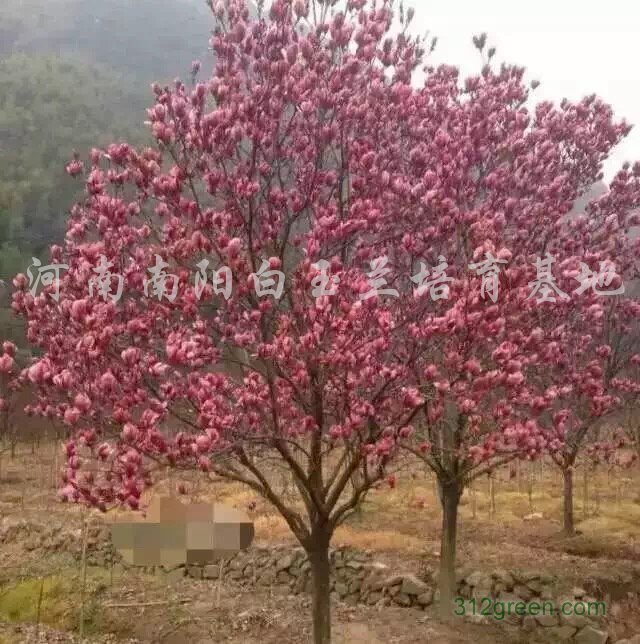 紅玉蘭