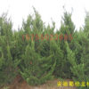 2.5米龍柏