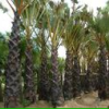 棕櫚高度100-350厘米