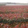 紅葉石楠報(bào)價(jià)/江蘇紅葉石楠報(bào)價(jià)