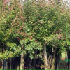 石楠、烏桕、紅葉李、大葉女貞等苗木