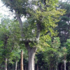 樸樹5-40cm