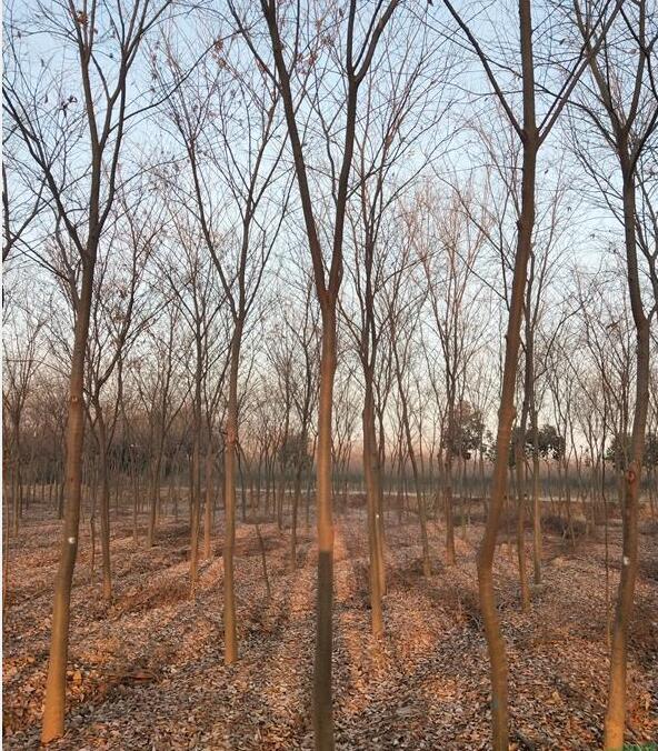 南京樸樹，15-20樸樹價格