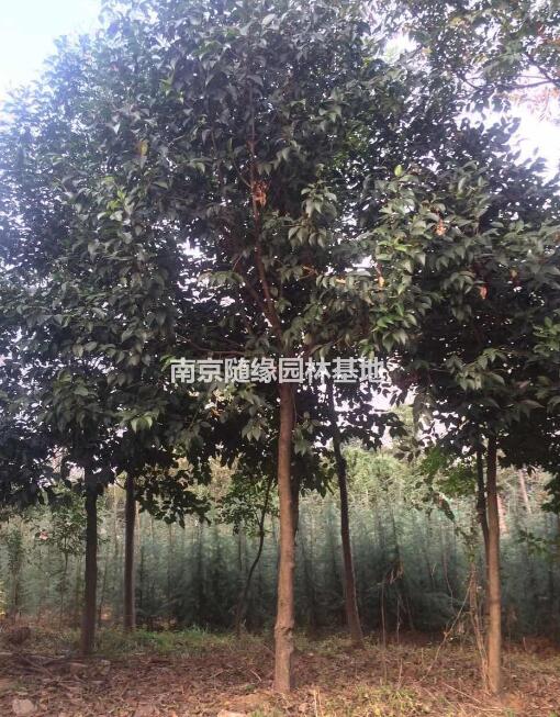 廣玉蘭價格/ 南京祥瑞苗圃廣玉蘭出售