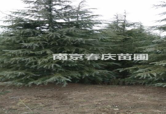 南京高度2米雪松多少錢一棵