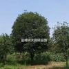 大量廣西桂花樹，桂花樹，金桂，銀桂，丹桂10-35公分