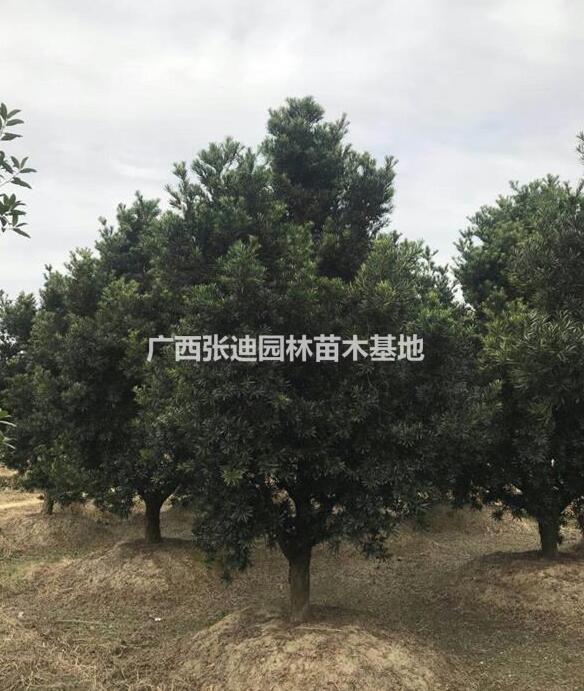 羅漢松/羅漢松價(jià)格/羅漢松毛坯